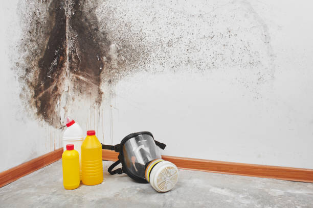 Trusted Richlands, NC Mold Removal Experts