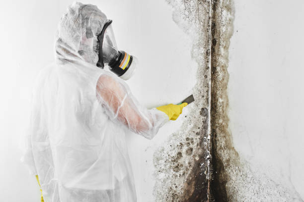 Mold Removal Process in Richlands, NC