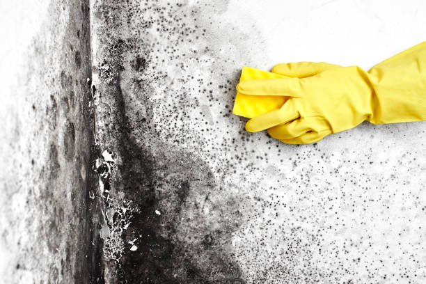Best Mold Removal Company Near Me  in Richlands, NC