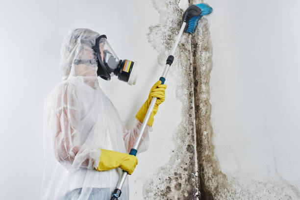 Best Crawl Space Mold Removal  in Richlands, NC