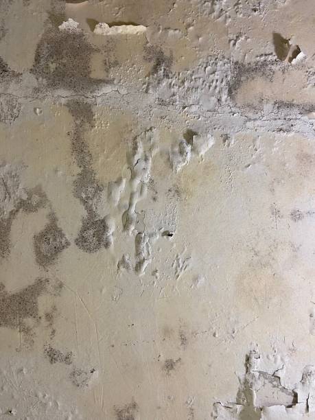Best Office Mold Removal Services  in Richlands, NC