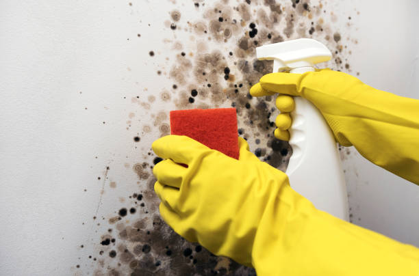 Best Mold Damage Repair  in Richlands, NC