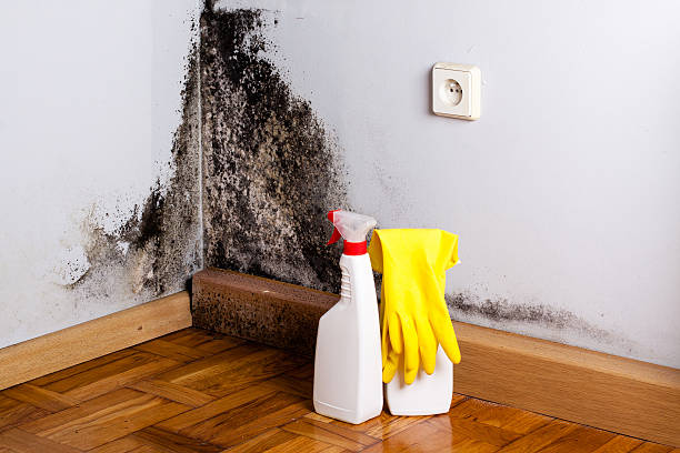 Best Toxic Mold Removal  in Richlands, NC